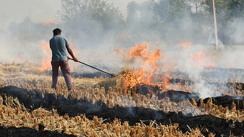 Stubble Burning