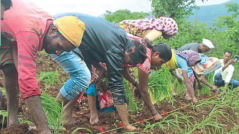 Nagali Production : सुधारित पद्धतींमुळे नागलीमध्ये उत्पादनवाढ
