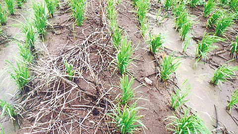 Zero Tillage Technology