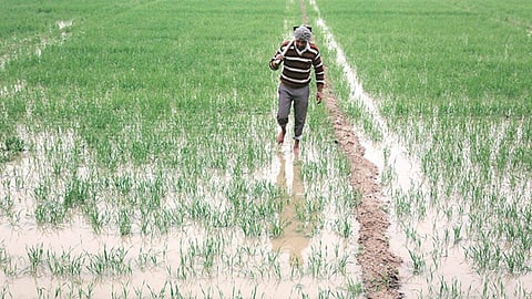 Crop Diversification