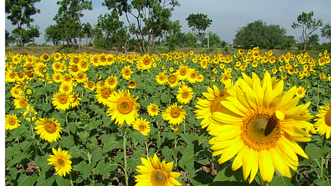 Sunflower Cultivation