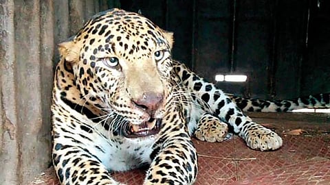 Leopard Attack