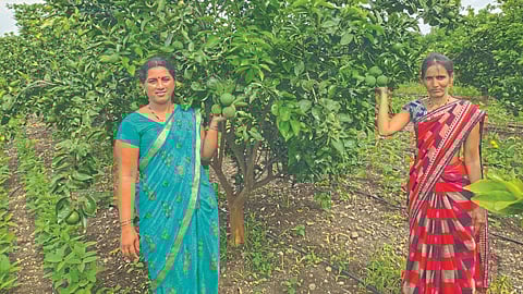 Vegetable Seed Production