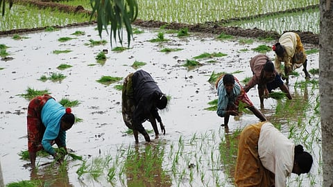 Paddy Cultivation