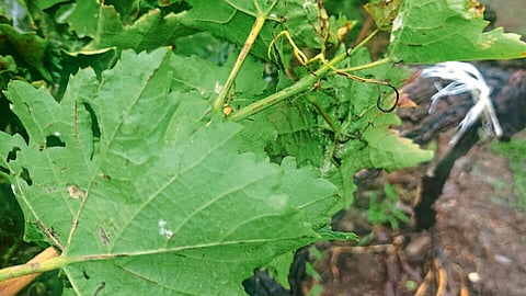 Downy Mildew Grape