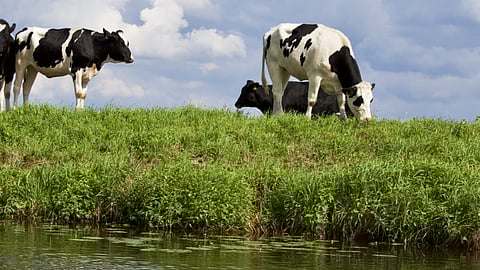 Medicinal Plants In Animals Disease