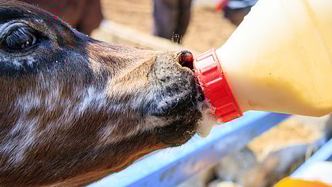 colostrum feeding