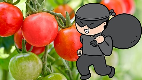 Tomato