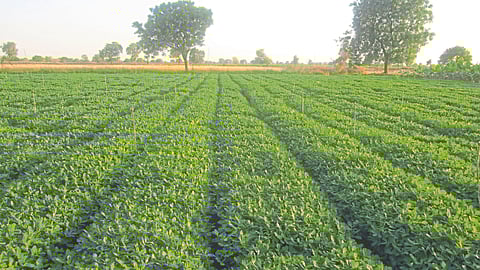 Groundnut