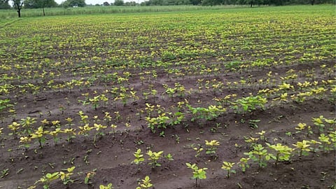 soyabean crop