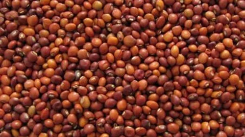 Tur