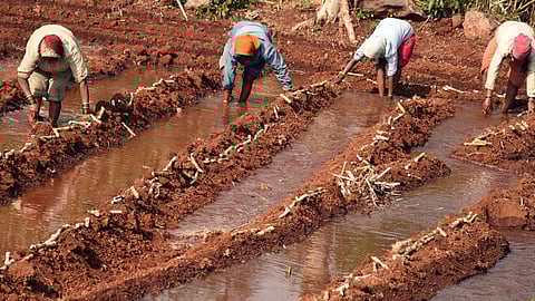 Sugarcane cultivation