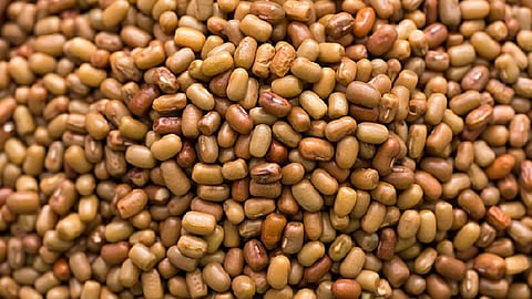 Moth Bean