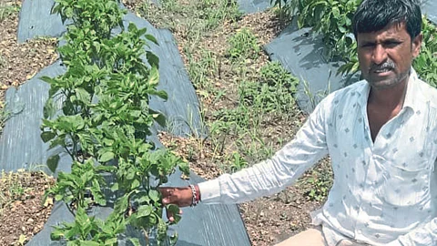 Fertilizer