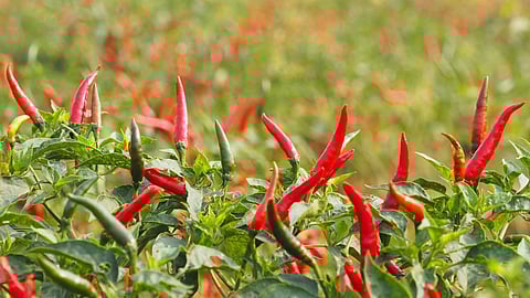 Chilli Production