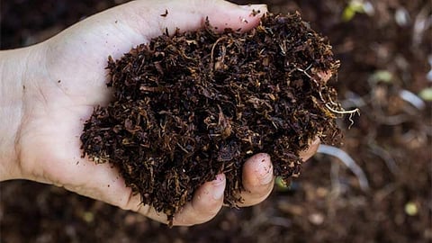 Organic Fertilizer