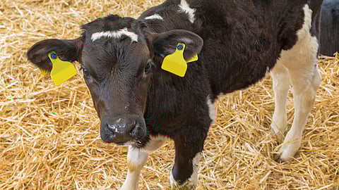 calf