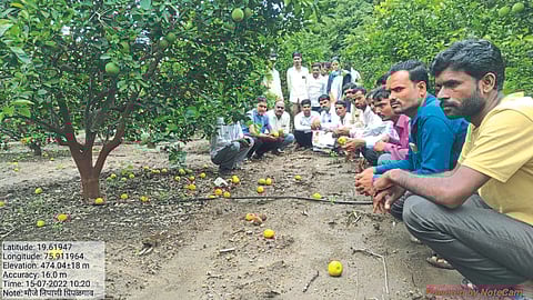 Mosambi : आधी गुंडीगळ, आता फळगळ