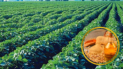 Soybean
