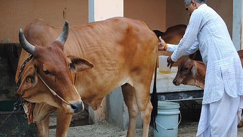 Cow Urine