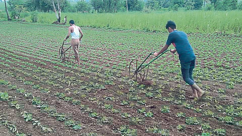 Khandesh Rain Update
