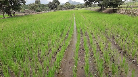 Zero tillage Technology