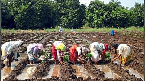 Tomato Cultivation