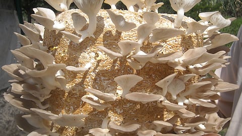 Oyster Mushroom