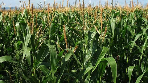 Maize Production