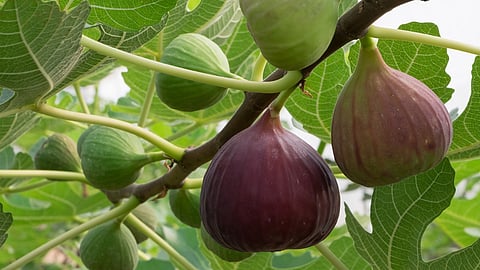 Fig farming, Anjeer farming in Marathi