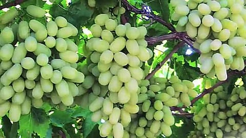 Grapes