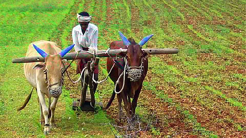 Kharif Sowing