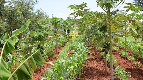 Horticulture Planting