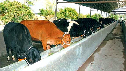 Animal Care