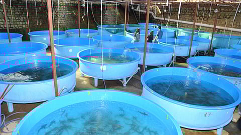 Fish Farming