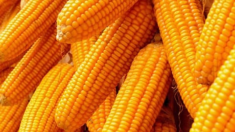 Maize Rate