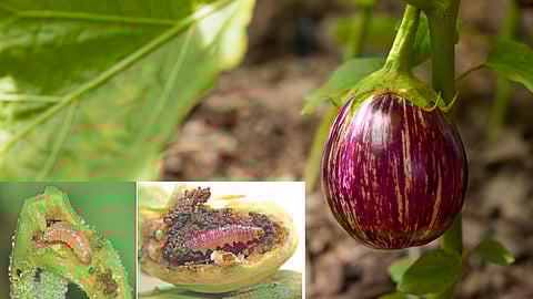 Brinjal Crop Protection