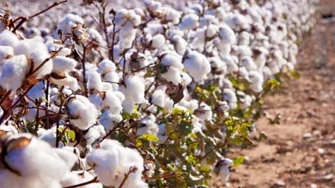 Cotton Production