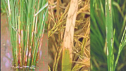 Paddy Crop Management