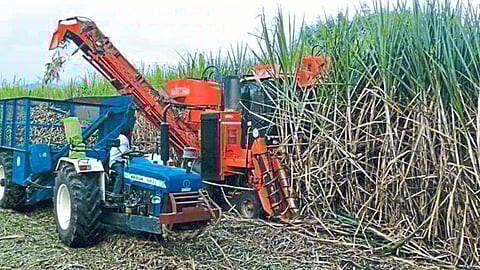 Sugarcane