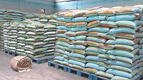Seed Storage