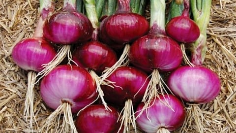 Onion Crop