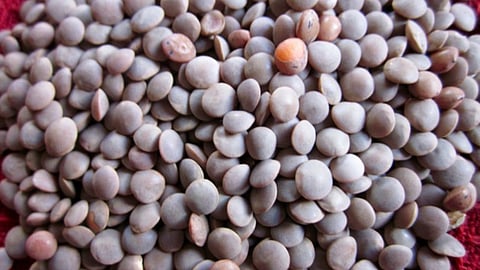 Lentil