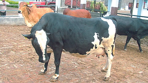 Cow Abortion