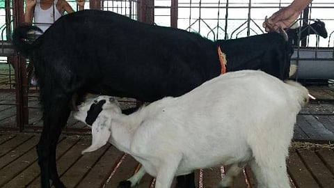 Kokan kanyal Goat