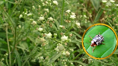 Parthenium Hysterophores
