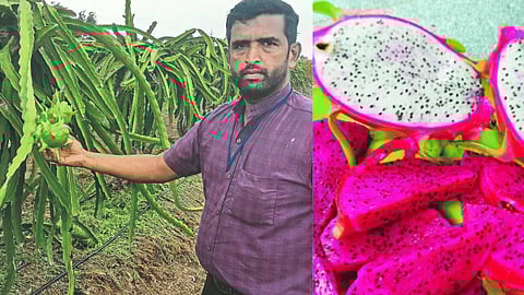 Studied and profitable cultivation of three varieties of dragon fruit