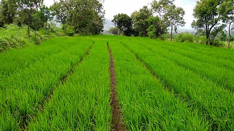 Rice Crop