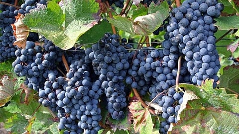 Grapes
