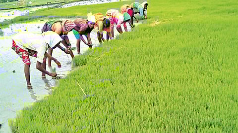 Paddy Cultivation
